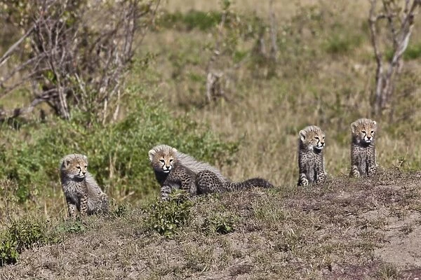 Cheetah -Acinonyx jubatus- cubs, Masai Mara National Reserve, Kenya, East Africa, Africa, PublicGround