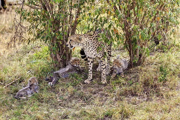 Cheetah -Acinonyx jubatus- with three cubs, Masai Mara National Reserve, Kenya, East Africa, Africa, PublicGround