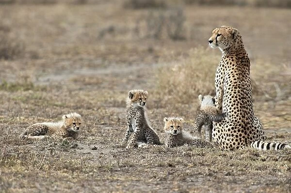 Cheetah -Acinonyx jubatus-, female cheetah with four cubs, Serengeti, Tanzania