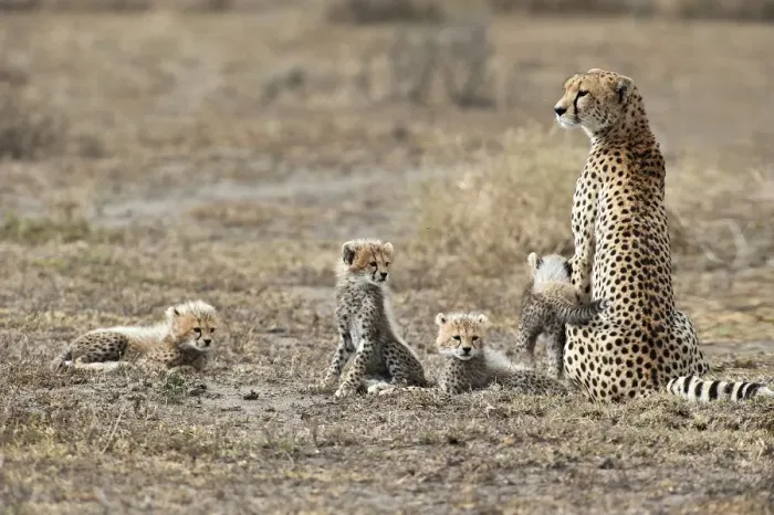 Framed Print : Cheetah -Acinonyx jubatus-, female cheetah with four cubs, Serengeti, Tanzania Framed Print : Cheetah -Acinonyx jubatus-, female cheetah with four cubs, Serengeti, Tanzania