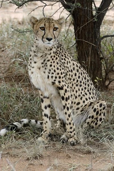 Cheetah -Acinonyx jubatus-, Karas Region, Namibia