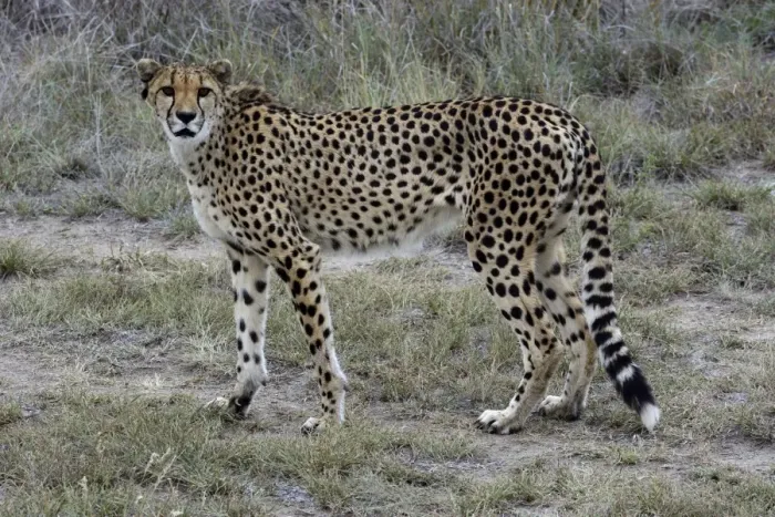 Framed Print : Cheetah -Acinonyx jubatus-, Karas Region, Namibia Framed Print : Cheetah -Acinonyx jubatus-, Karas Region, Namibia