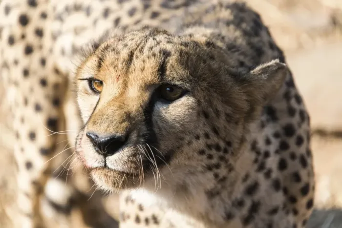 Framed Print : Cheetah -Acinonyx jubatus-, Khomas, Namibia
