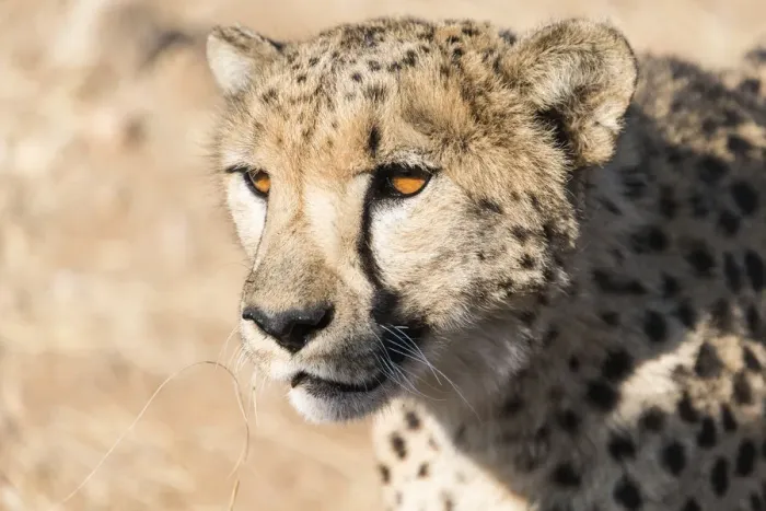 Framed Print : Cheetah -Acinonyx jubatus-, Khomas, Namibia Framed Print : Cheetah -Acinonyx jubatus-, Khomas, Namibia