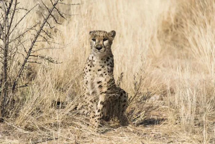 Framed Print : Cheetah -Acinonyx jubatus-, Khomas, Namibia Framed Print : Cheetah -Acinonyx jubatus-, Khomas, Namibia