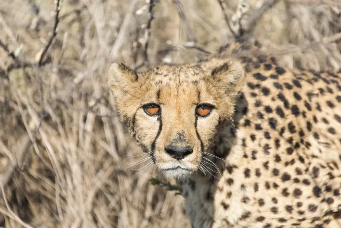 Framed Print : Cheetah -Acinonyx jubatus-, Khomas, Namibia Framed Print : Cheetah -Acinonyx jubatus-, Khomas, Namibia