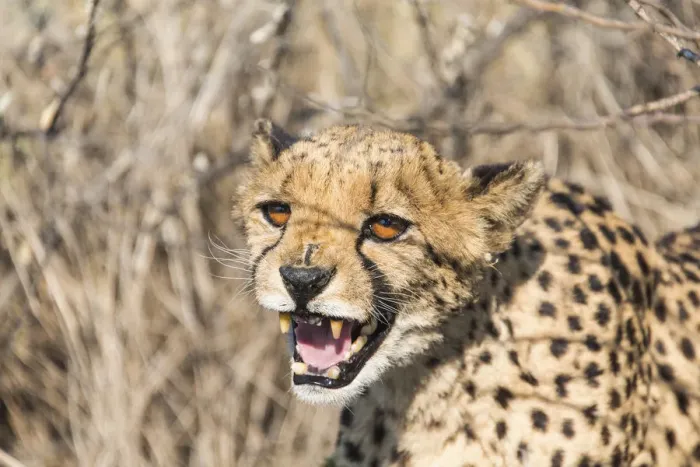 Framed Print : Cheetah -Acinonyx jubatus-, Khomas, Namibia Framed Print : Cheetah -Acinonyx jubatus-, Khomas, Namibia