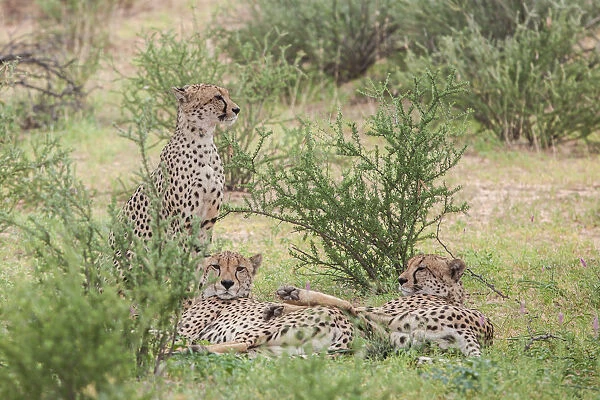 The cheetah (Acinonyx jubatus) is a large felid of the subfamily Felinae that occurs mainly in eastern and southern Africa and a few parts of Iran. The only extant member of the genus Acinonyx, the ch