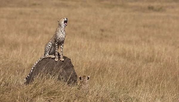 Cheetah (Acinonyx jubatus), Masai Mara, Kenya