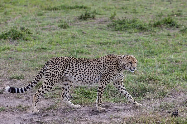 Cheetah -Acinonyx jubatus-, Masai Mara National Reserve, Kenya, East Africa, PublicGround