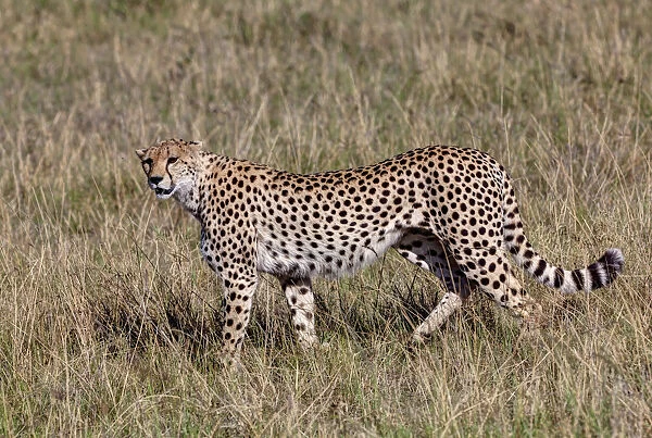 Cheetah -Acinonyx jubatus-, Masai Mara National Reserve, Kenya, East Africa, Africa, PublicGround