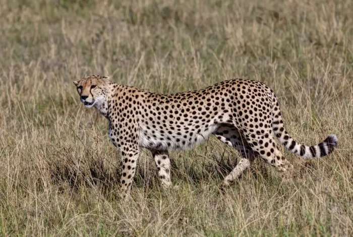 Framed Print : Cheetah -Acinonyx jubatus-, Masai Mara National Reserve, Kenya, East Africa, Africa, PublicGround Framed Print : Cheetah -Acinonyx jubatus-, Masai Mara National Reserve, Kenya, East Africa, Africa, PublicGround