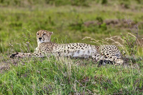 Cheetah -Acinonyx jubatus-, Msai Mara National Reserve, Kenya, East Africa, Africa, PublicGround
