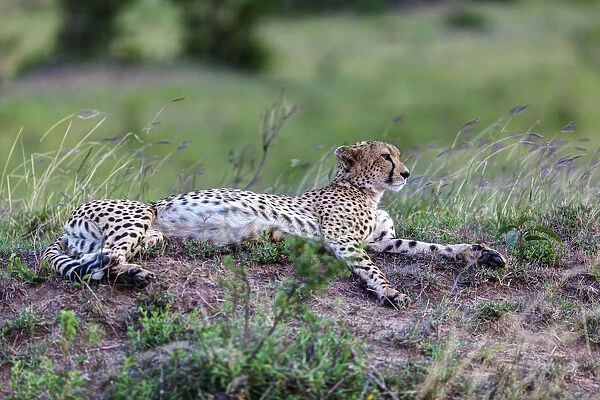 Cheetah -Acinonyx jubatus-, Msai Mara National Reserve, Kenya, East Africa, Africa, PublicGround