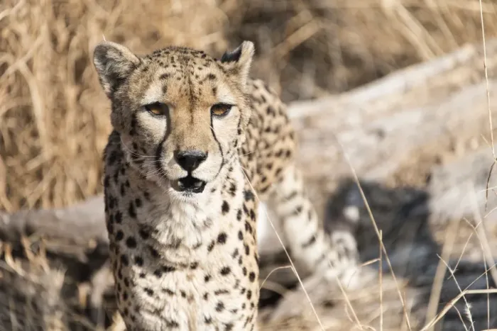 Framed Print : Cheetah -Acinonyx jubatus-, Namibia