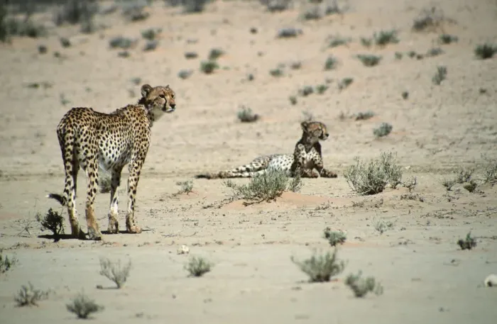 Framed Print : Cheetah (Acinonyx jubatus) Pair in the Desert Landscape Framed Print : Cheetah (Acinonyx jubatus) Pair in the Desert Landscape