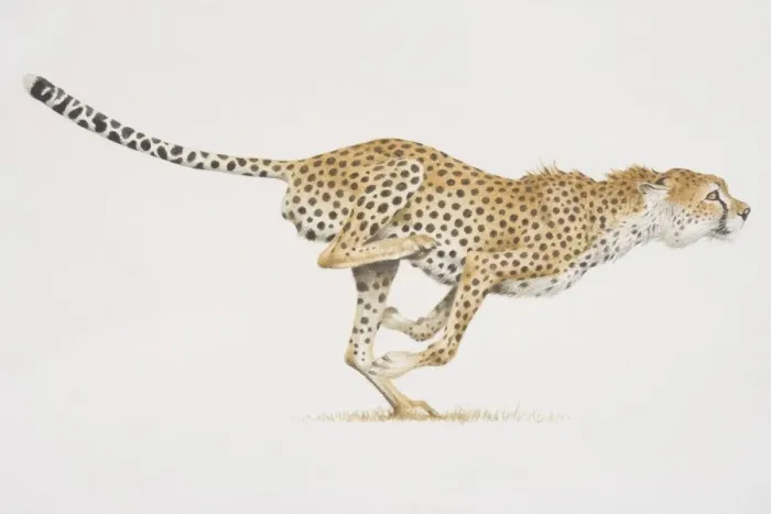 Framed Print : Cheetah (acinonyx jubatus) running, side view
