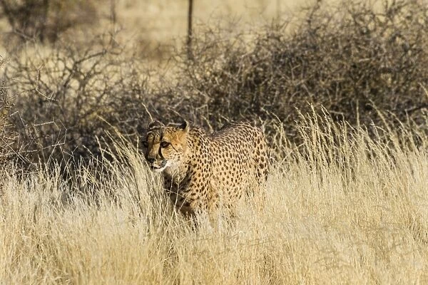 Cheetah -Acinonyx jubatus- stalking through the tall grass, Namibia