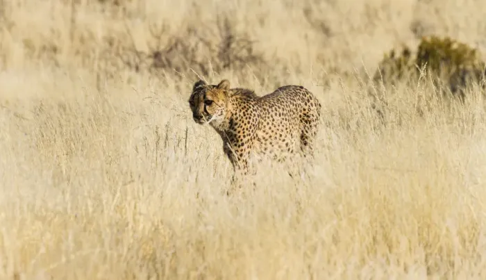 Framed Print : Cheetah -Acinonyx jubatus- stalking through the tall grass, Namibia