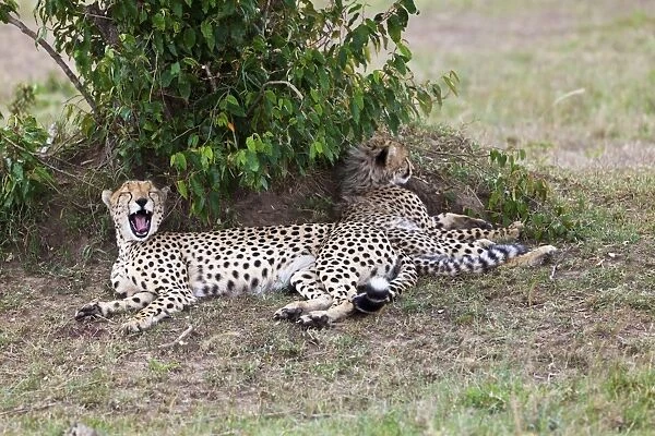 Cheetah -Acinonyx jubatus- with young, Masai Mara National Reserve, Kenya, East Africa, Africa, PublicGround
