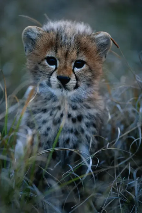 Framed Print : Cheetah cub (Acinonyx jubatus) close up, Masai Mara National Reserve, Kenya Framed Print : Cheetah cub (Acinonyx jubatus) close up, Masai Mara National Reserve, Kenya