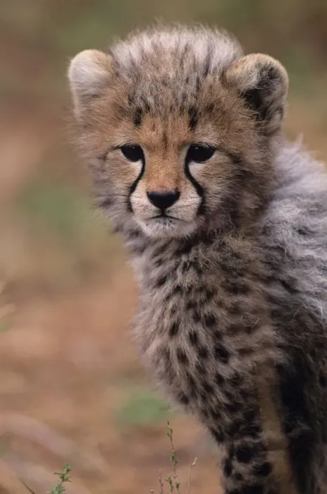 Framed Print : Cheetah cub (Acinonyx jubatus) on savannah, Kenya