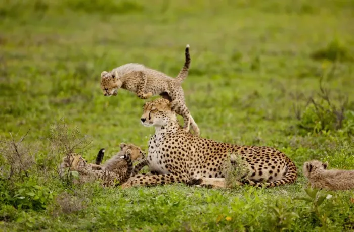Framed Print : cheetah cub jumping Framed Print : cheetah cub jumping