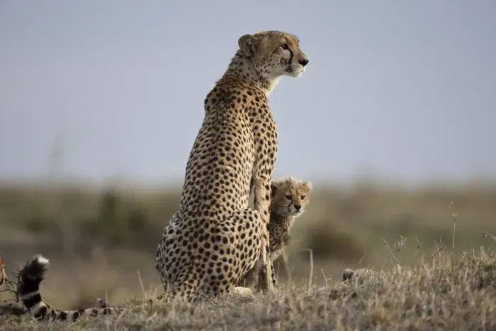 Framed Print : Cheetah and Cub, Masai Mara Game Reserve, Kenya Framed Print : Cheetah and Cub, Masai Mara Game Reserve, Kenya