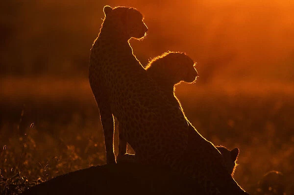 Cheetah and Cub on Mound at Sunrise (Acinonyx jubatus)
