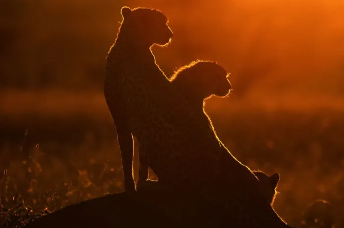 Framed Print : Cheetah and Cub on Mound at Sunrise (Acinonyx jubatus) Framed Print : Cheetah and Cub on Mound at Sunrise (Acinonyx jubatus)