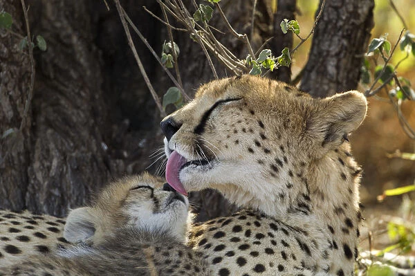 Cheetah and Cub, Ndutu Plains, Tanzania