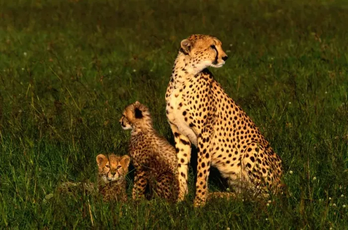 Framed Print : Cheetah with cubs (Acinonyx jubatus), Masai Mara NR, Kenya Framed Print : Cheetah with cubs (Acinonyx jubatus), Masai Mara NR, Kenya