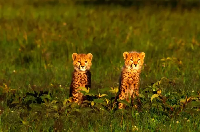 Framed Print : Cheetah cubs (Acinonyx jubatus) sitting in grass, Kenya Framed Print : Cheetah cubs (Acinonyx jubatus) sitting in grass, Kenya