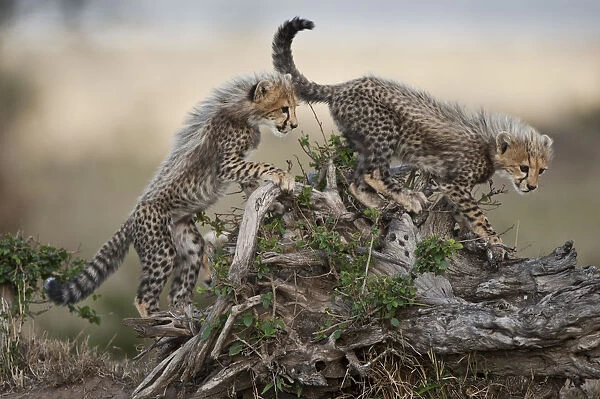 Cheetah Cubs, Masai Mara Game Reserve, Kenya
