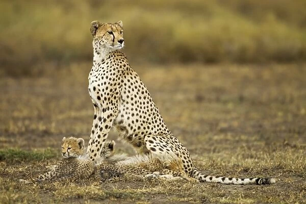 Cheetah Cubs and Mother, Ndutu Plains, Tanzania