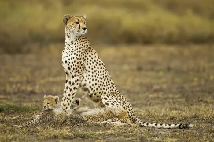Framed Print : Cheetah Cubs and Mother, Ndutu Plains, Tanzania