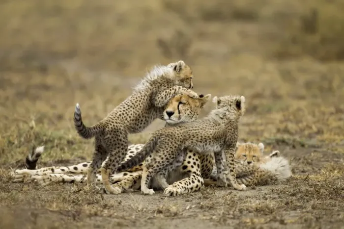 Framed Print : Cheetah Cubs and Mother, Ngorongoro, Tanzania