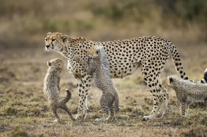 Framed Print : Cheetah and Cubs, Ngorongoro, Tanzania Framed Print : Cheetah and Cubs, Ngorongoro, Tanzania