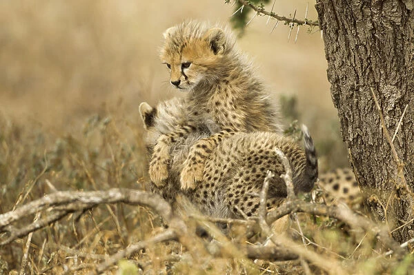 Cheetah Cubs, Ngorongoro, Tanzania
