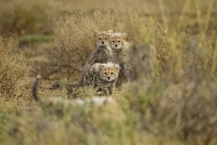 Framed Print : Cheetah Cubs at Play, Ndutu Plains, Tanzania