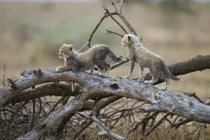 Framed Print : Cheetah Cubs Playing, Ndutu Plains, Tanzania