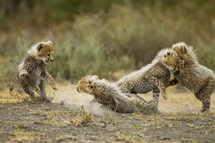 Framed Print : Cheetah Cubs Playing, Ngorongoro, Tanzania Framed Print : Cheetah Cubs Playing, Ngorongoro, Tanzania