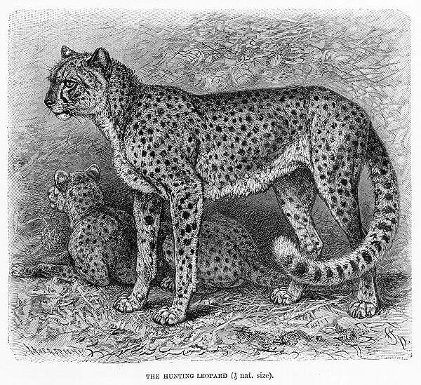 Cheetah engraving 1894
