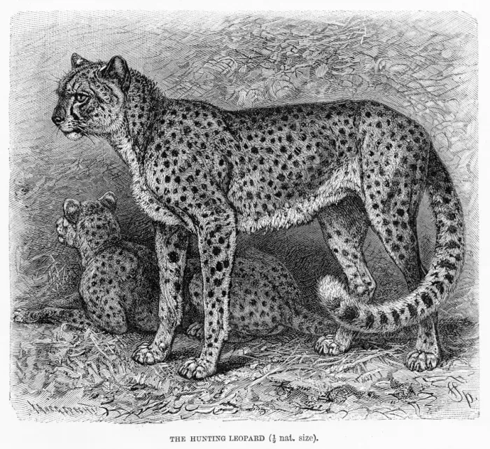 Framed Print : Cheetah engraving 1894