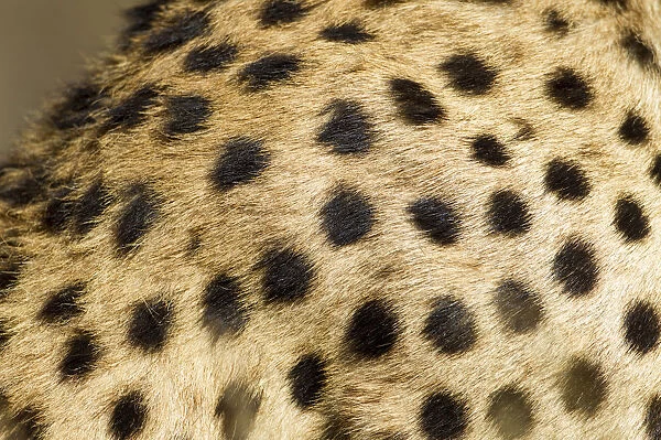 Cheetah Fur, Ndutu Plains, Tanzania