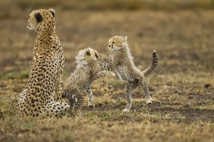 Framed Print : Cheetah Mother and Cubs, Ndutu Plains, Tanzania Framed Print : Cheetah Mother and Cubs, Ndutu Plains, Tanzania
