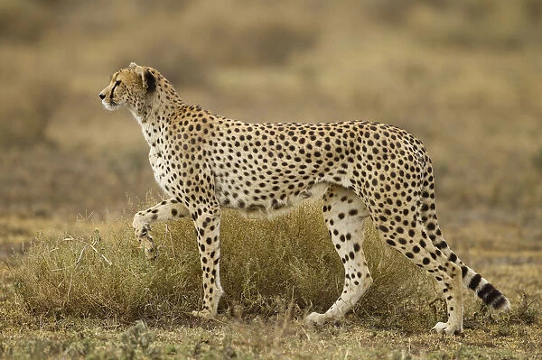 Cheetah, Ngorongoro Conservation Area, Tanzania