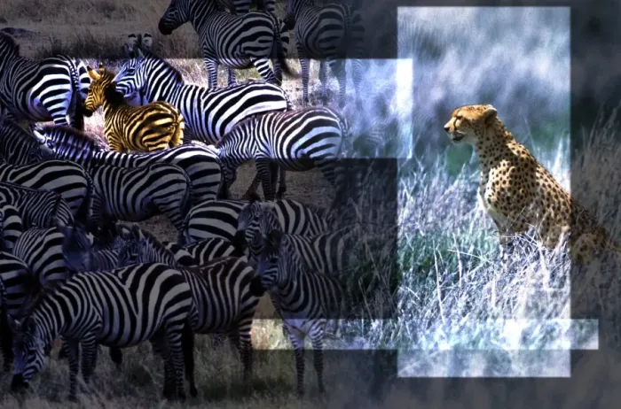 Framed Print : Cheetah and Zebras Framed Print : Cheetah and Zebras