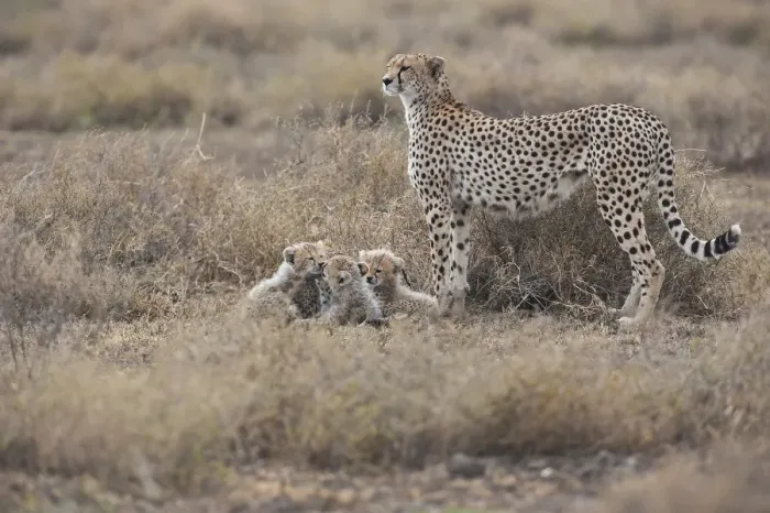 Framed Print : Cheetahs -Acinonyx jubatus-, female cheetah with cubs, Serengeti, Tanzania Framed Print : Cheetahs -Acinonyx jubatus-, female cheetah with cubs, Serengeti, Tanzania