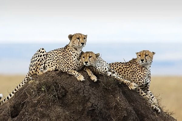 Three Cheetahs -Acinonyx jubatus- on a lookout hill, Msai Mara, Kenya